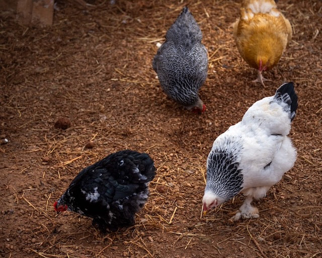 Farm Fresh Eggs