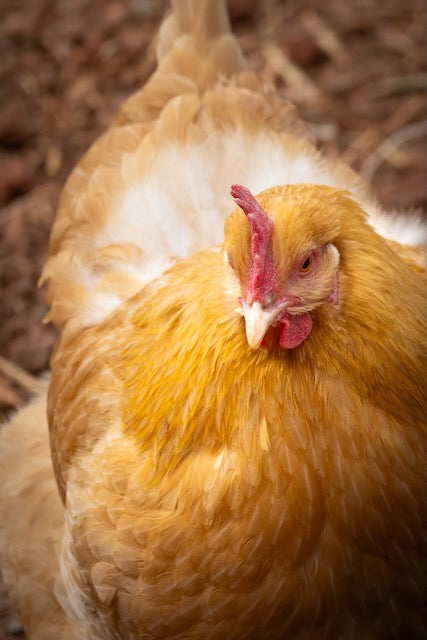 Farm Fresh Eggs