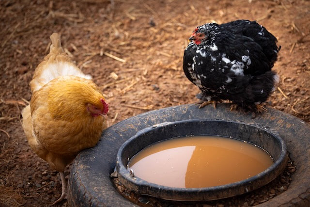 Farm Fresh Eggs
