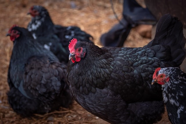 Farm Fresh Eggs