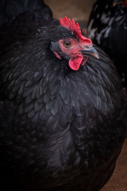 Farm Fresh Eggs