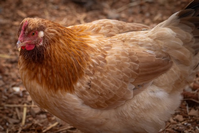Farm Fresh Eggs