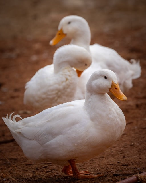 Farm Fresh Eggs