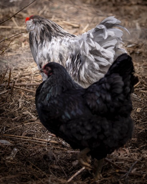 Farm Fresh Eggs
