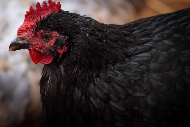 Farm Fresh Eggs