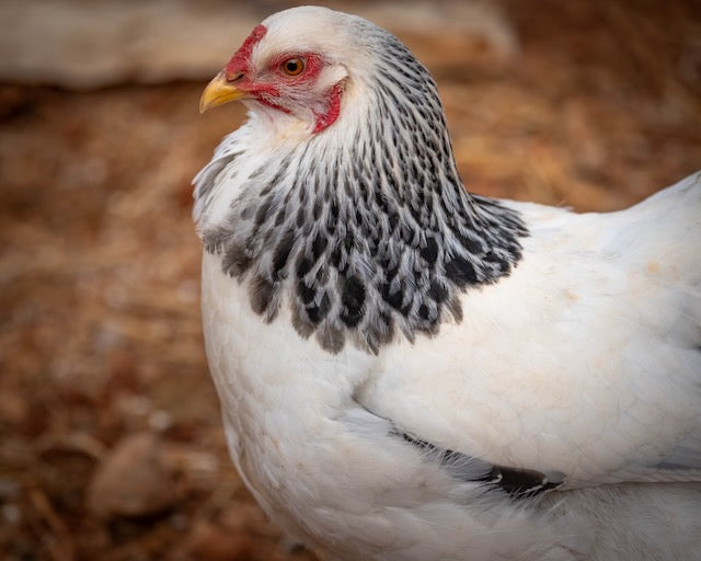 Farm Fresh Eggs