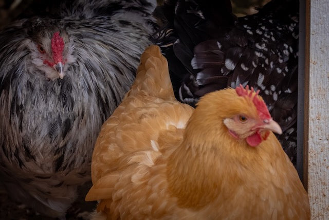 Farm Fresh Eggs