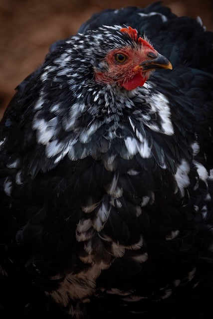 Farm Fresh Eggs