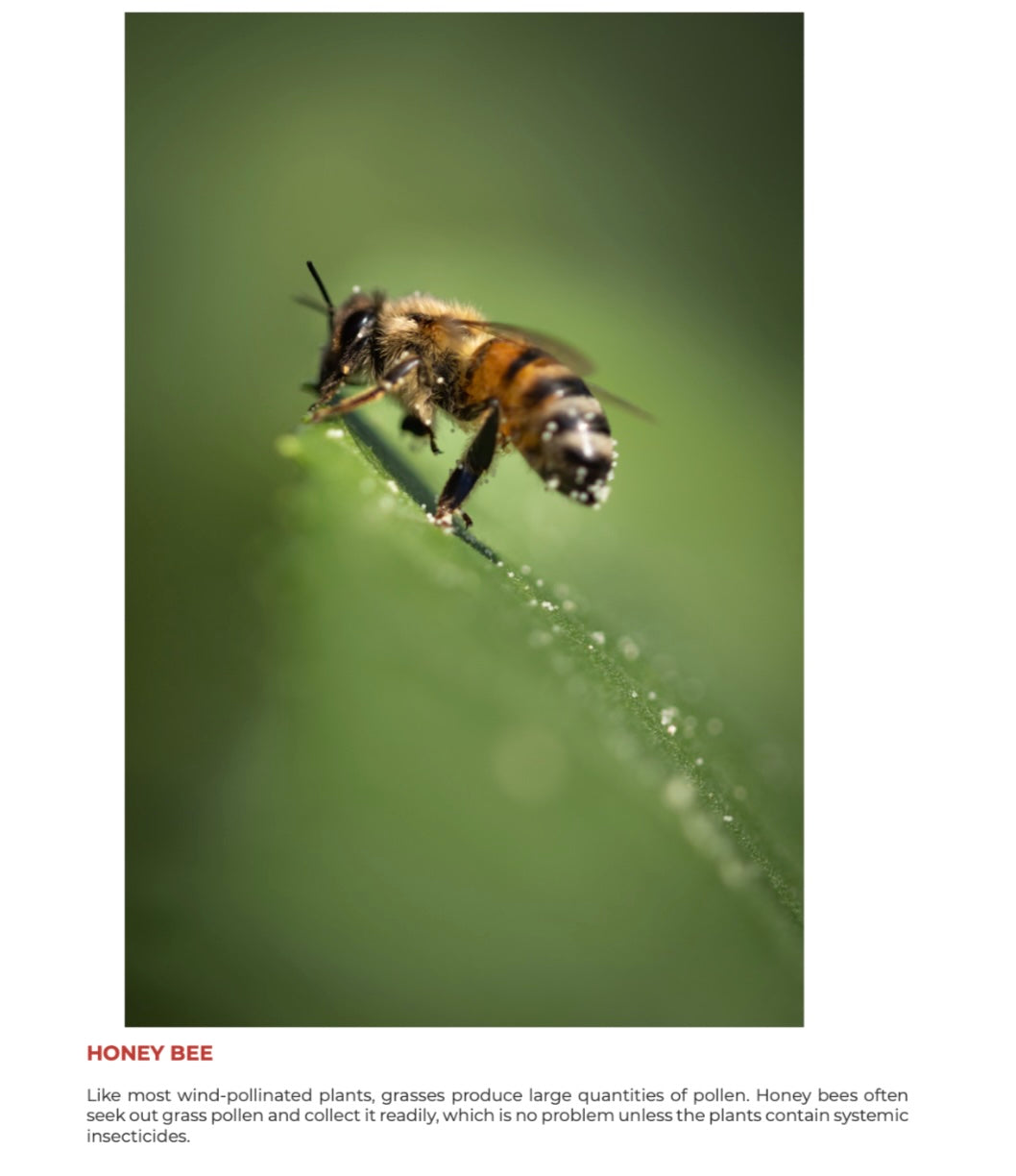 Bee-Yond Volume 1