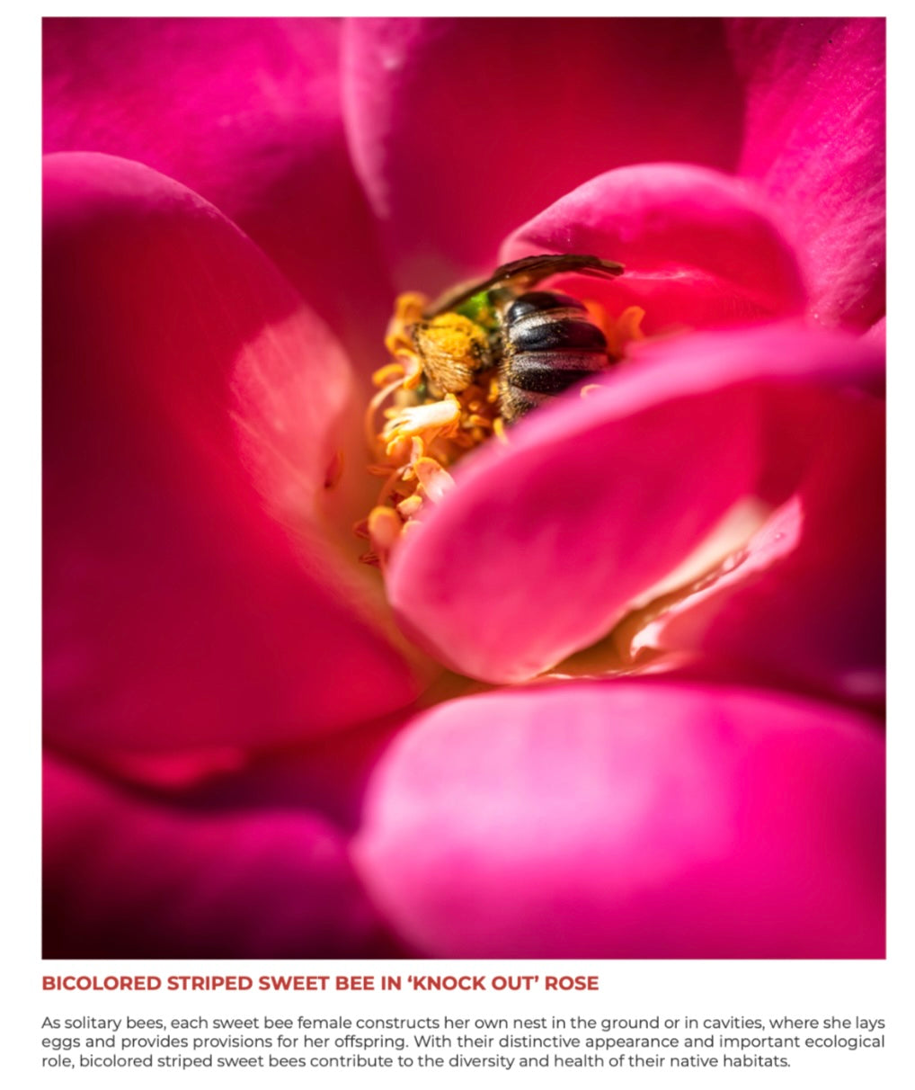 Bee-Yond Volume 1