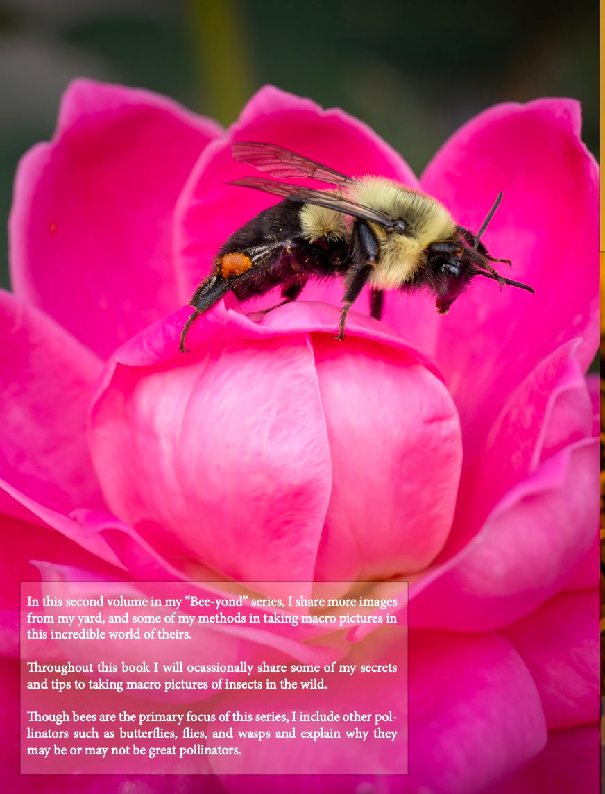 Bee-Yond Volume 2