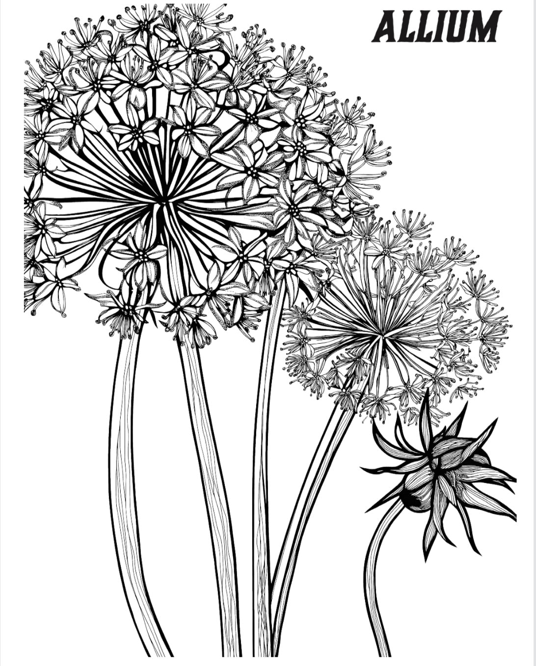 Bloom Volume 2